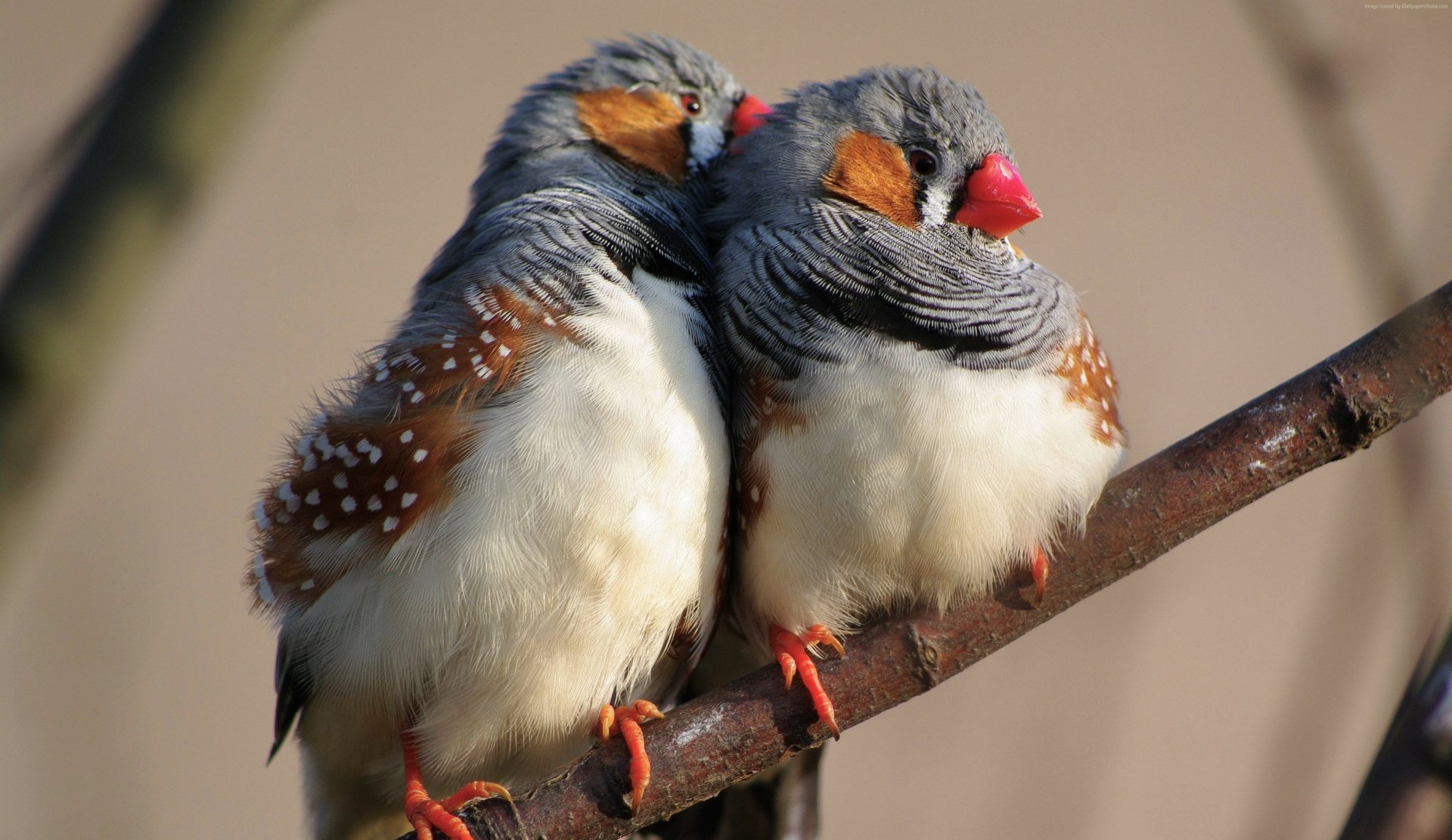 Download Branch Finch Bird Animal Zebra Finch 4k Ultra HD Wallpaper