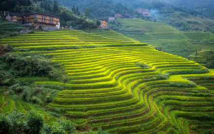 HD desktop wallpaper showcasing vibrant green rice terraces carved into hillsides, blending natural beauty with man-made agricultural precision in a lush landscape.