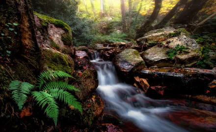 HD desktop wallpaper of a serene forest stream flowing over rocks, surrounded by lush green ferns and sunlight filtering through the trees in a vibrant nature scene.