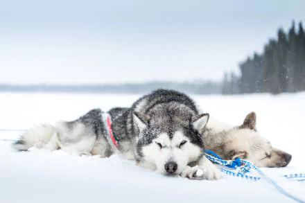Two Siberian Huskies rest in the snow during a peaceful snowfall. The wintery background features a soft depth of field with distant trees. This HD desktop wallpaper captures serene winter tranquility.