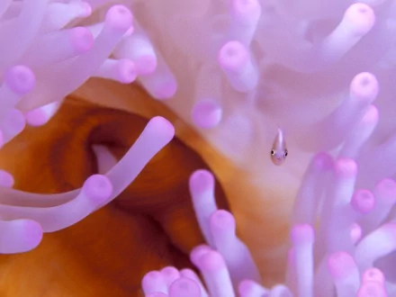  Reef