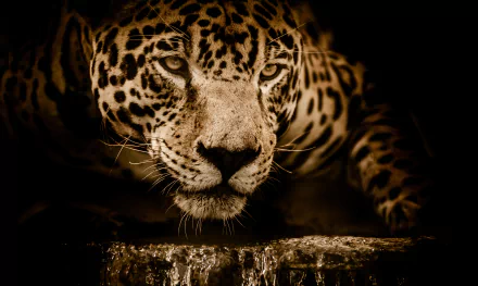 Animal jaguar HD Desktop Wallpaper | Background Image
