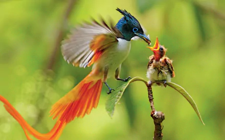 A colorful Asian paradise flycatcher feeds its baby perched on a branch, captured in vibrant detail against a soft green background.