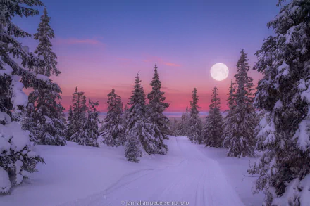 HD PC desktop wallpaper of a serene winter forest covered in snow under a full moon at sunset, showcasing tall trees and a tranquil natural landscape.