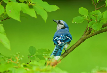 A vibrant blue jay perched on a leafy green branch, captured in stunning 4K Ultra HD detail.