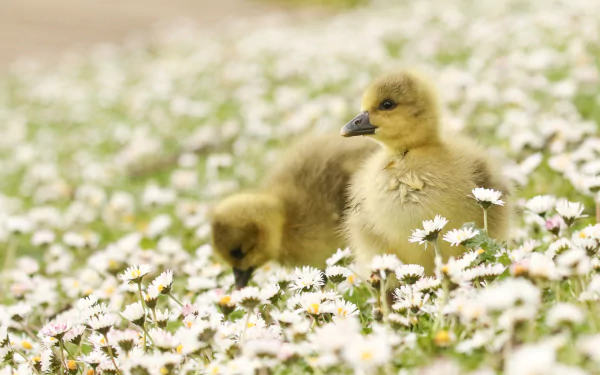 white flower chick baby animal Animal goose HD Desktop Wallpaper | Background Image