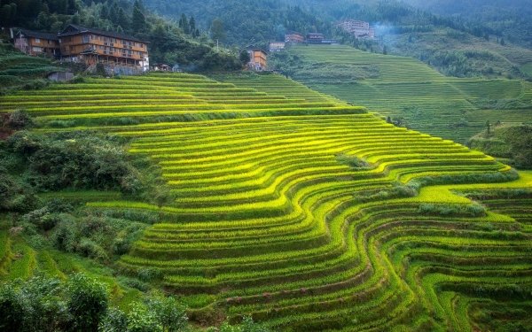 Man Made Rice Terrace Nature HD Wallpaper | Background Image