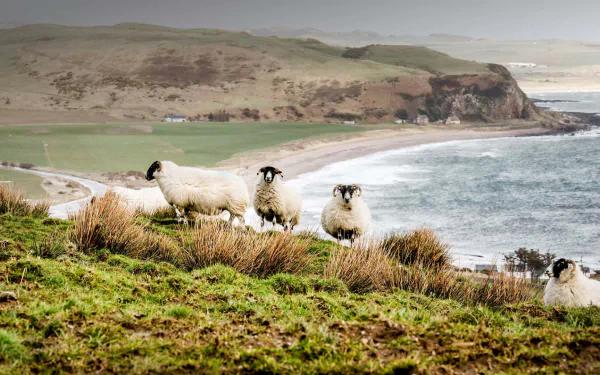 Coastal landscape featuring a sandy beach with waves and a group of sheep grazing on the grassy hillside, captured in HD for a PC desktop wallpaper.