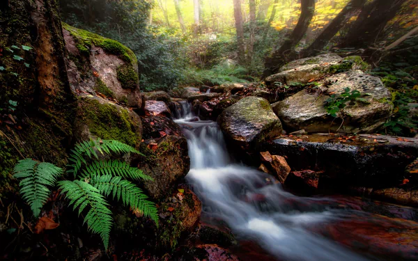 HD desktop wallpaper of a serene forest stream flowing over rocks, surrounded by lush green ferns and sunlight filtering through the trees in a vibrant nature scene.