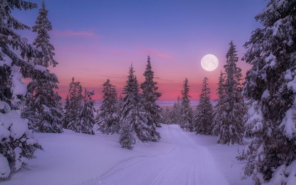 Earth Winter Tree Forest Snow Sunset Moon HD Wallpaper | Background Image
