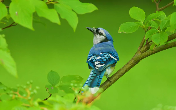 A vibrant blue jay perched on a leafy green branch, captured in stunning 4K Ultra HD detail.