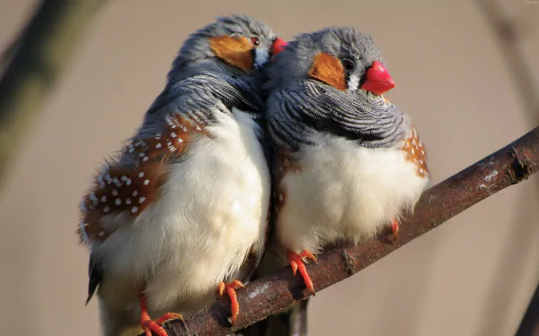  Zebra Finches