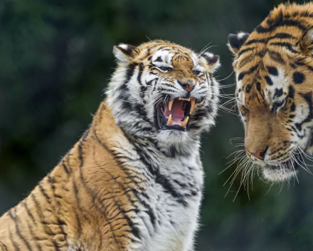 HD wallpaper featuring two tigers, one with its mouth open in a roar and the other looking down, set against a blurred natural background.