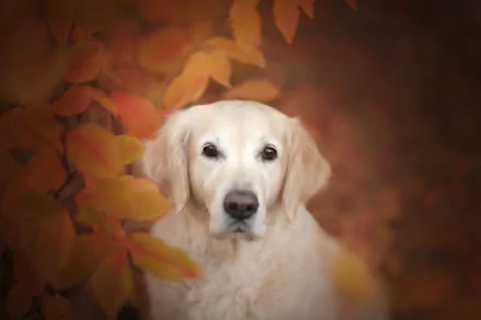 A golden retriever with a gentle stare and muzzle framed by warm autumn leaves, captured in HD as a vivid desktop wallpaper background.