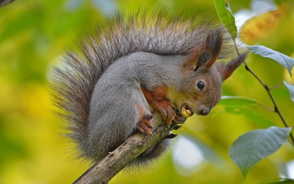 Animal Squirrel Rodent Wildlife HD Wallpaper | Background Image