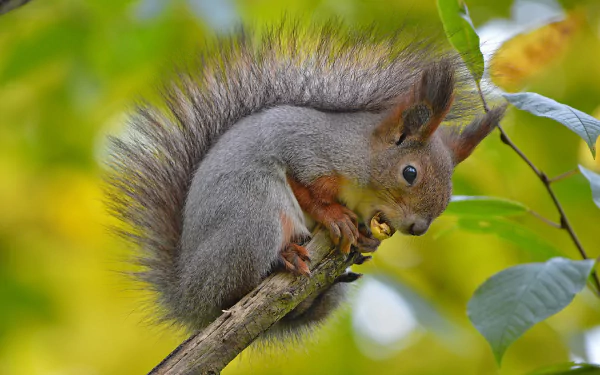 rodent Animal squirrel HD Desktop Wallpaper | Background Image