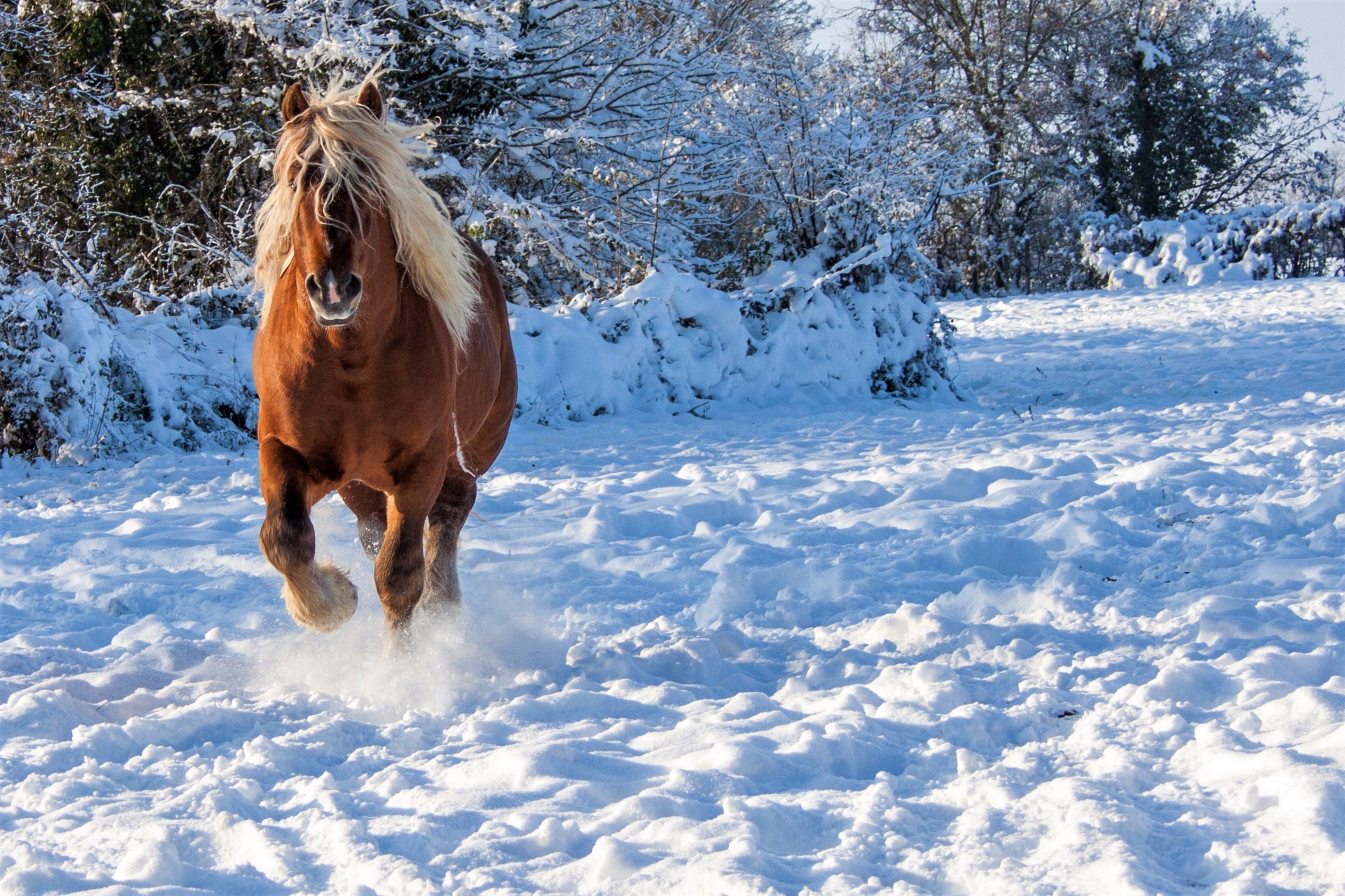 Horse in Winter Field HD Wallpaper | Background Image  