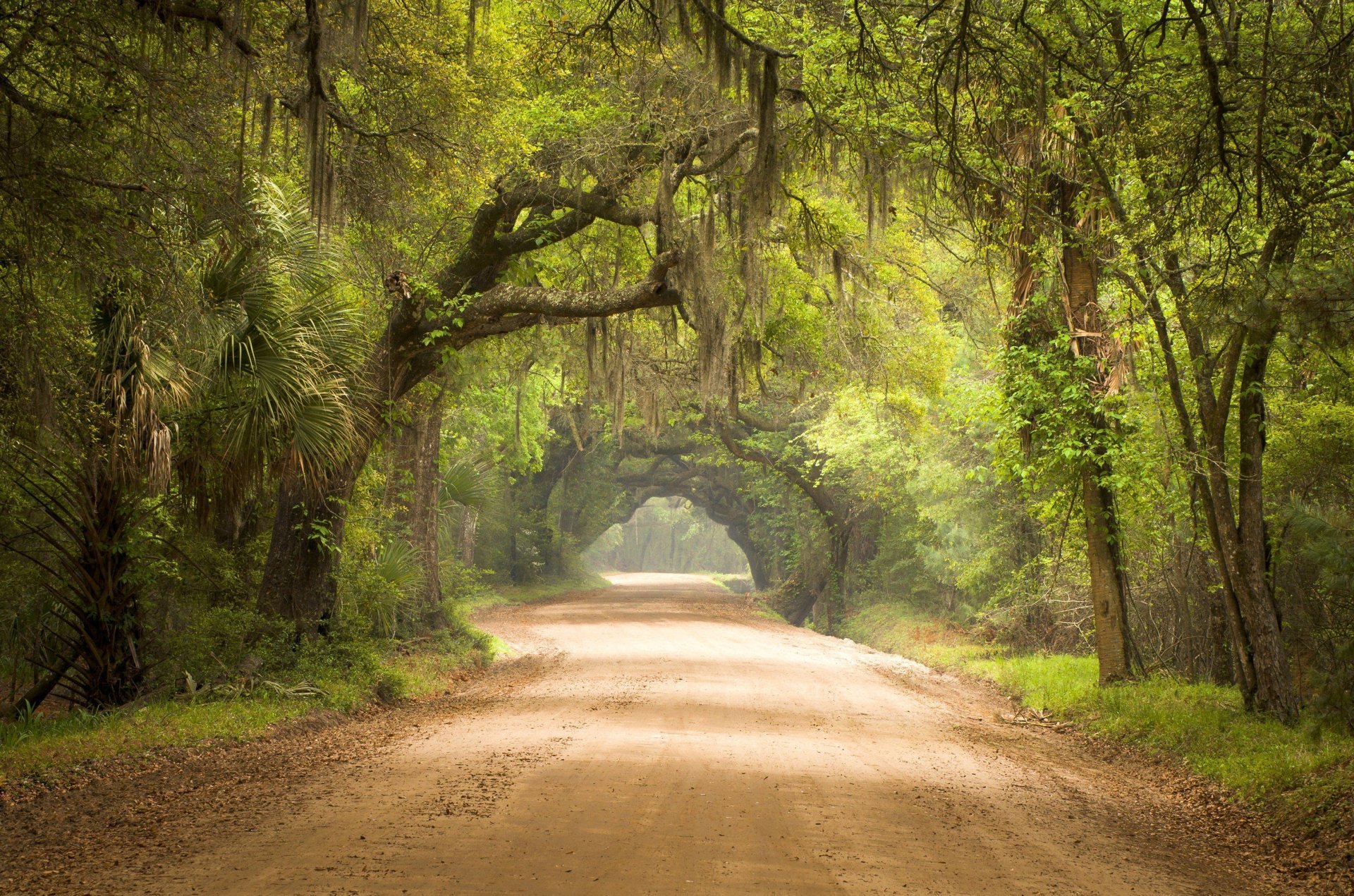 Canopy Dream Road - Green Oasis HD Wallpaper