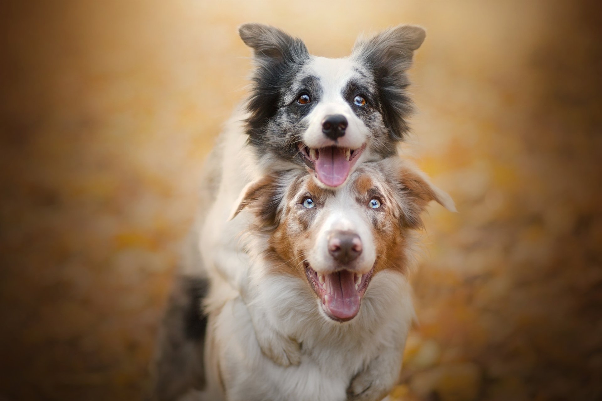 Download Friend Dog Animal Border Collie HD Wallpaper