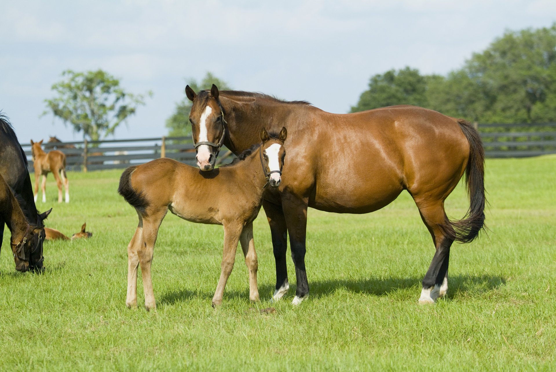 HD wallpaper featuring a brown horse with its foal standing in a lush green field, with other horses grazing in the background.