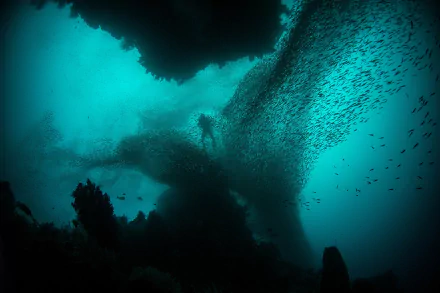 fish diver underwater scuba diving Sports HD Desktop Wallpaper | Background Image