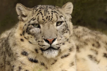 An HD desktop wallpaper of a snow leopard with an intense stare, featuring intricate fur patterns and a calm, natural background.