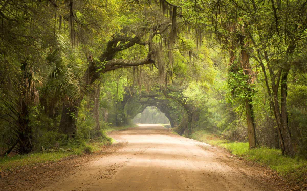 HD wallpaper of a dirt road surrounded by lush green trees forming a natural canopy, creating a serene and picturesque man-made path.