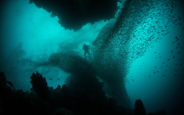 fish diver underwater scuba diving Sports HD Desktop Wallpaper | Background Image
