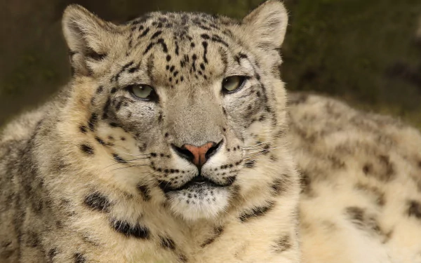 An HD desktop wallpaper of a snow leopard with an intense stare, featuring intricate fur patterns and a calm, natural background.