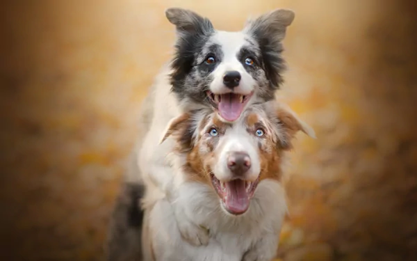 friend dog Animal border collie HD Desktop Wallpaper | Background Image