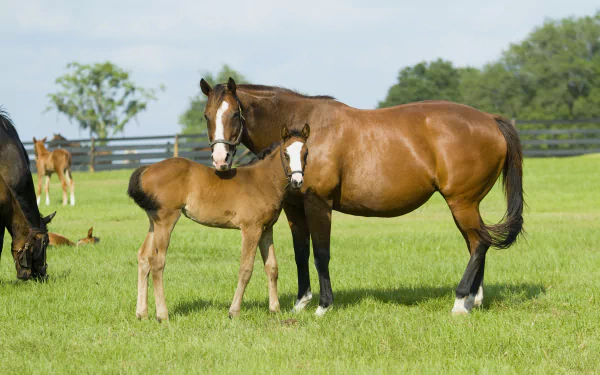 HD wallpaper featuring a brown horse with its foal standing in a lush green field, with other horses grazing in the background.