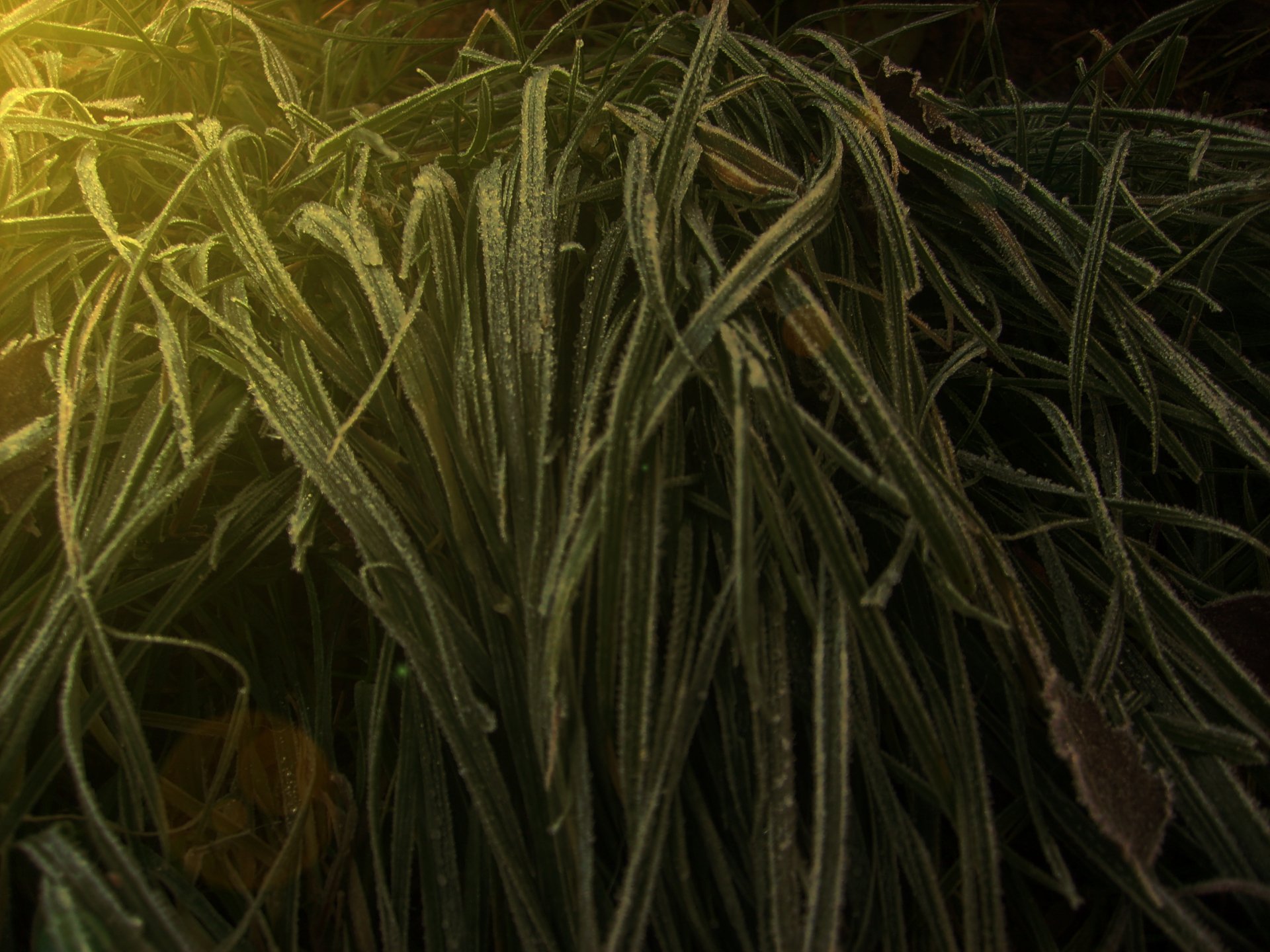 Download Plant Artistic Nature HD Wallpaper by Xebryll