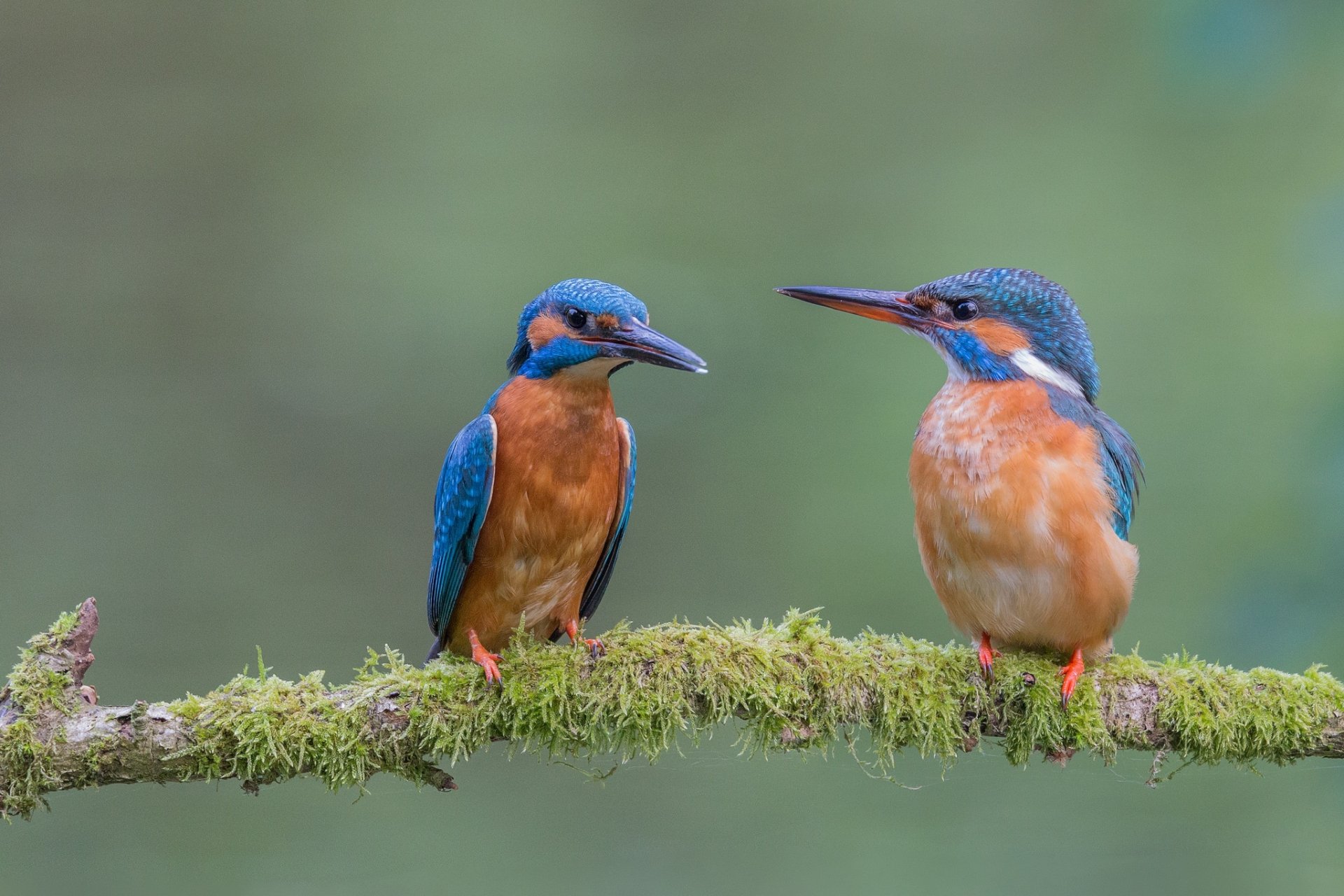 Two vibrant kingfishers perched on a moss-covered branch, captured in crisp HD detail, showcasing the beauty of these colorful birds in a natural setting.