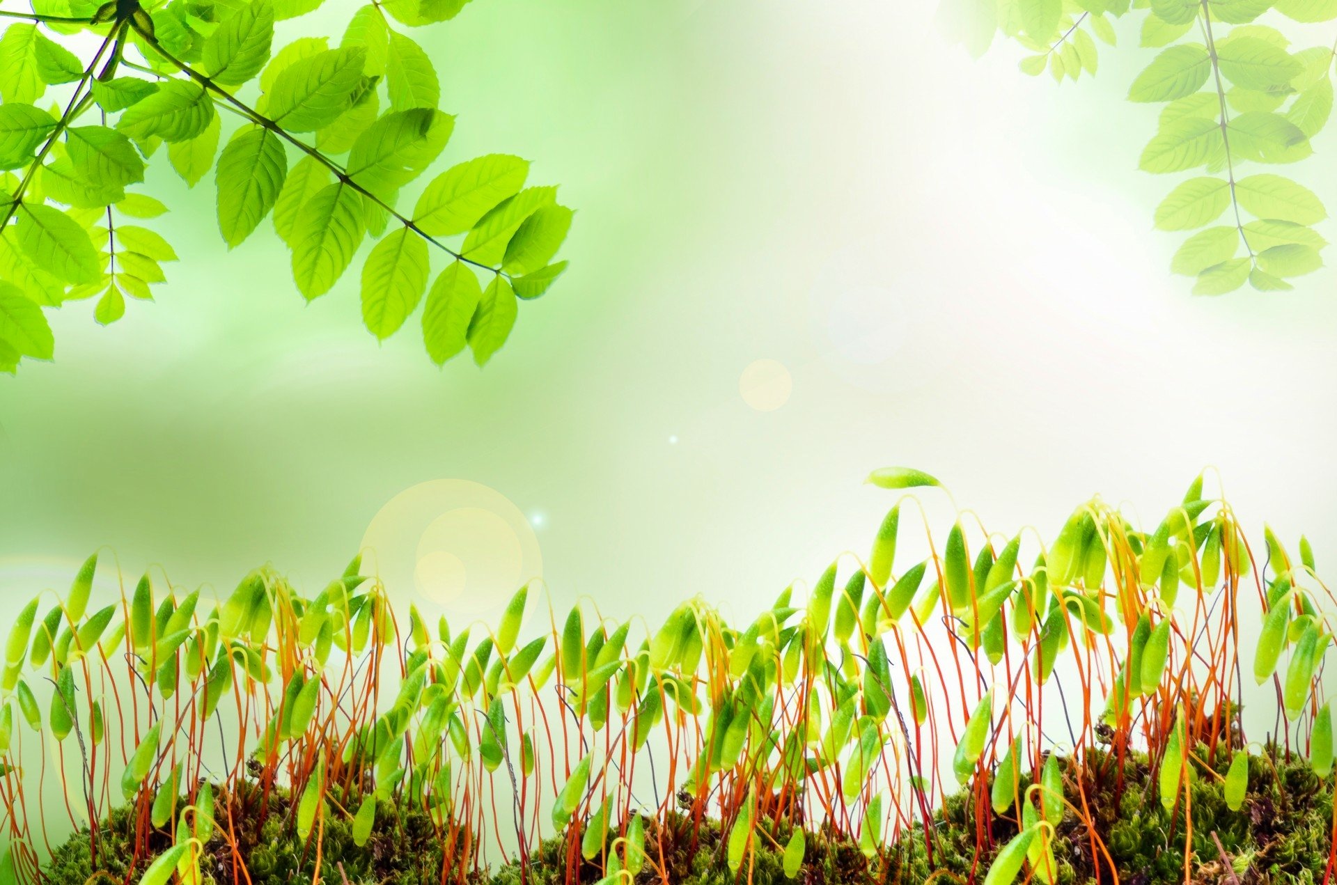 Download Greenery Life Leaf Moss Forest Nature Plant HD Wallpaper
