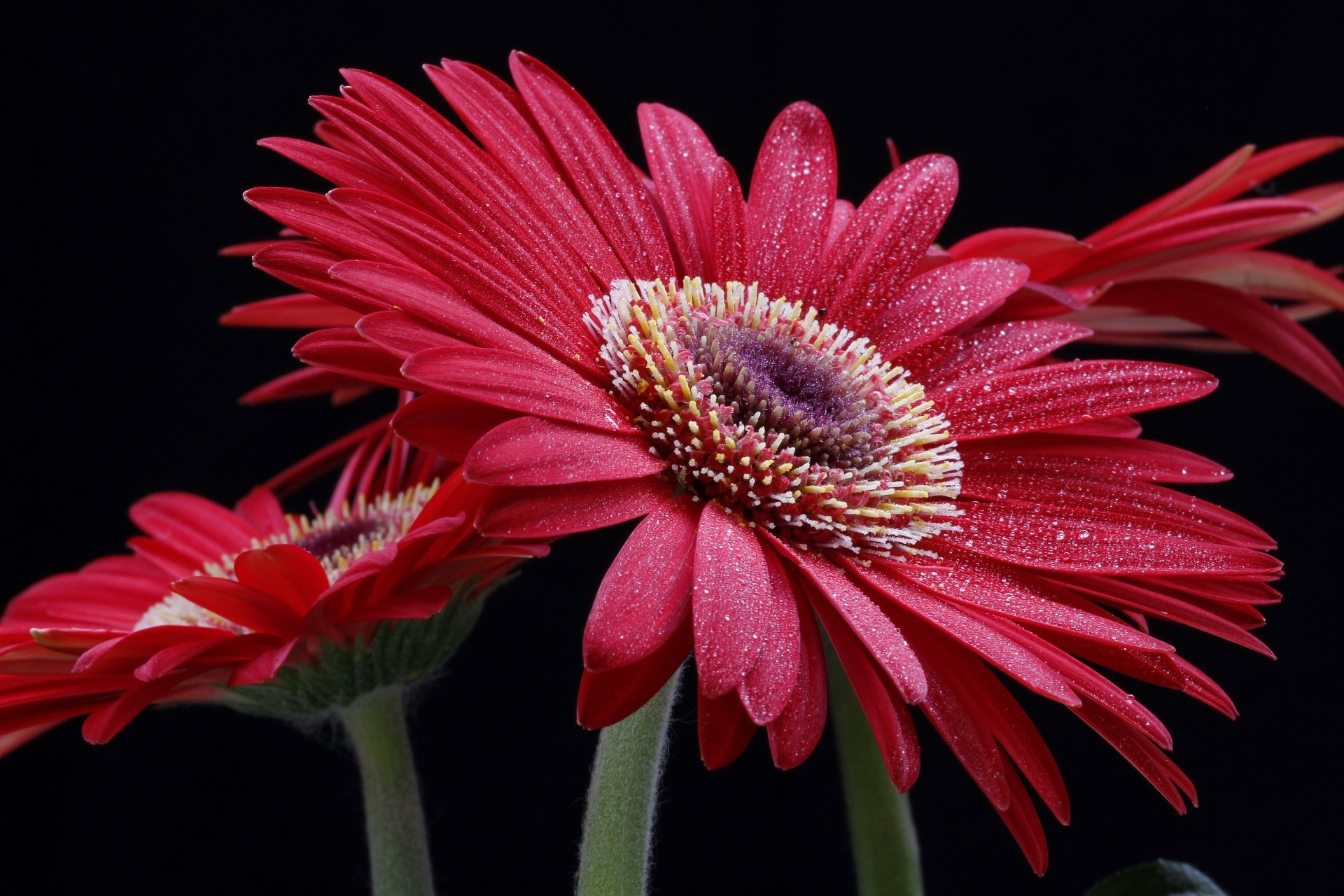 Download Pink Flower Macro Flower Nature Gerbera Hd Wallpaper 