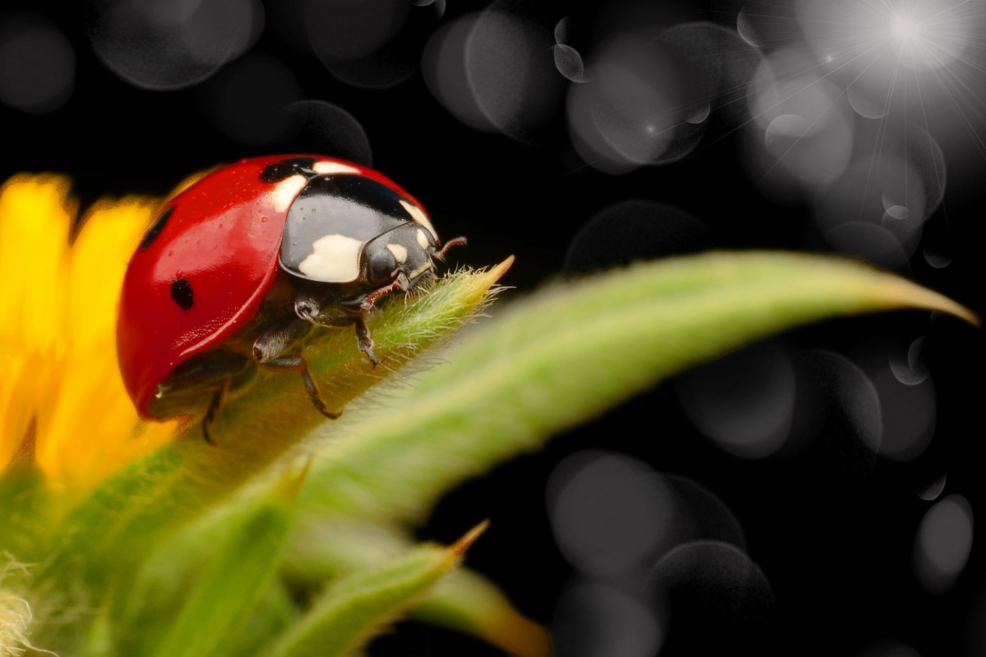 Crimson Macro Ladybug — HD Nature Wallpaper | 2048x1365 | Wallpaper Abyss