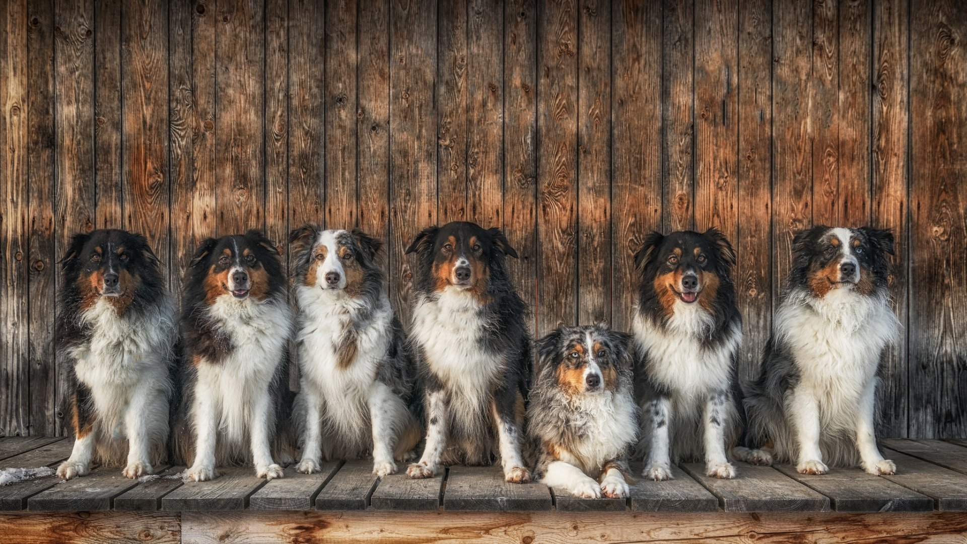 The Death Of Australian Shepherd English Shepherd And How To Avoid It