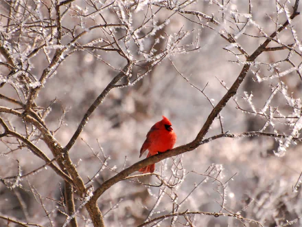A vibrant northern cardinal bird perched on an icy branch during winter, captured in HD for a desktop wallpaper background.