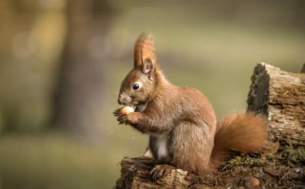 A high-definition desktop wallpaper of a squirrel eating, captured with a shallow depth of field, highlighting the rodent against a blurred natural background.