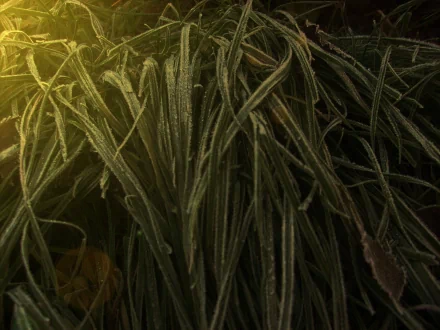  Plant power by Xebryll