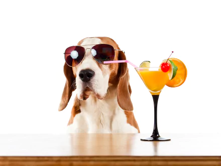 sunglasses drink cocktail dog Animal basset hound HD Desktop Wallpaper | Background Image
