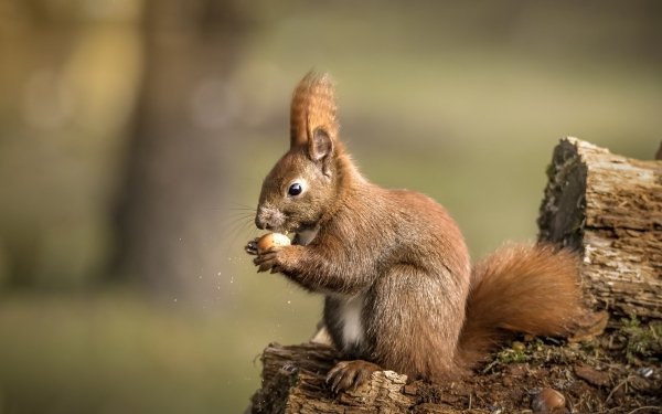 Animal Squirrel Rodent Depth Of Field Eating HD Wallpaper | Background Image