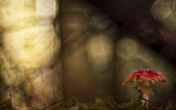 Earth Mushroom Nature Fall Bokeh HD Wallpaper | Background Image