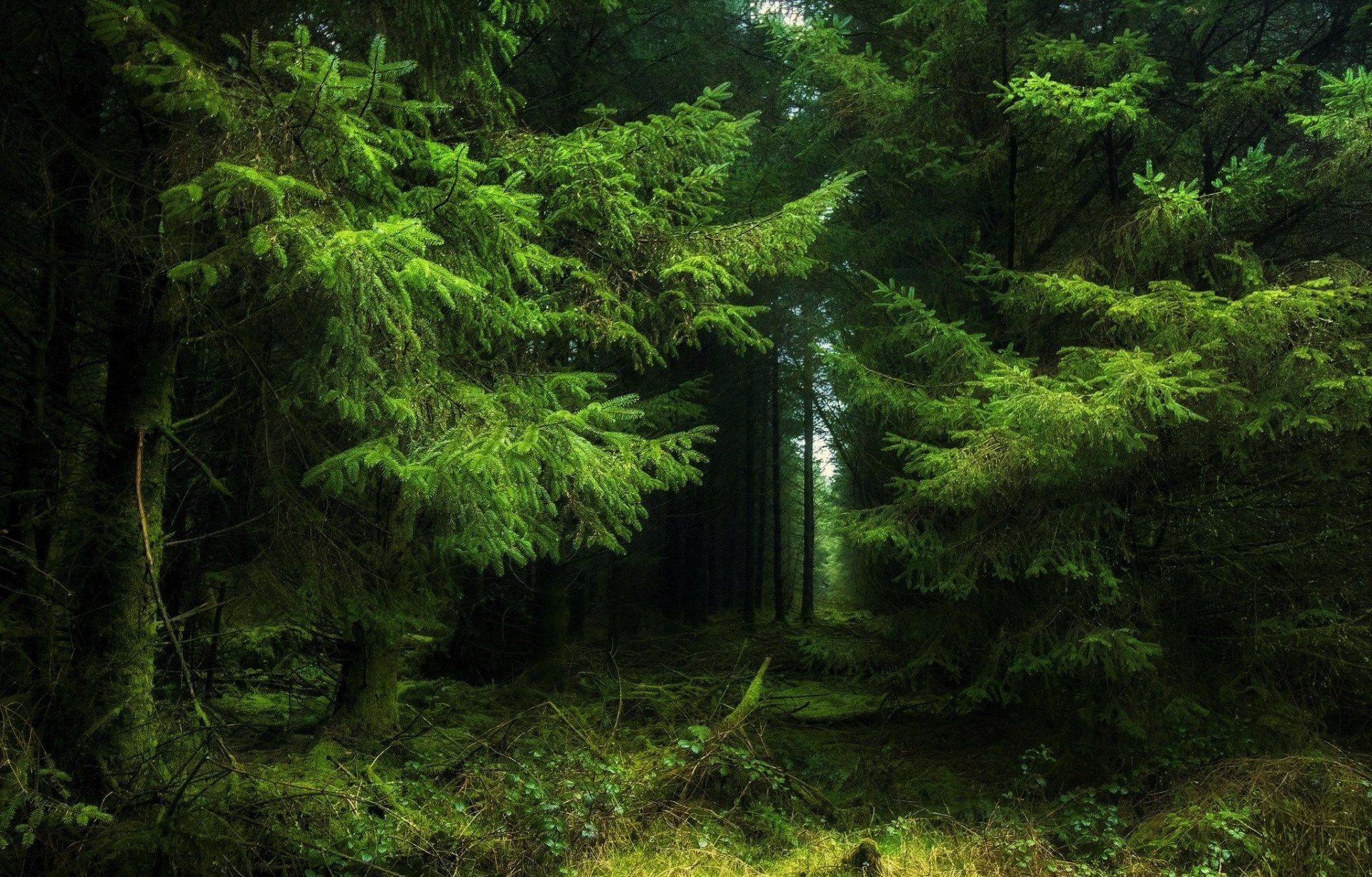 Green Forest Hd Wallpaper Background Image 2048x1310 Id883893