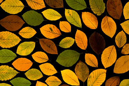  Autumn Leaves