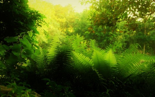 Nature Fern Sunset Greenery HD Wallpaper | Background Image