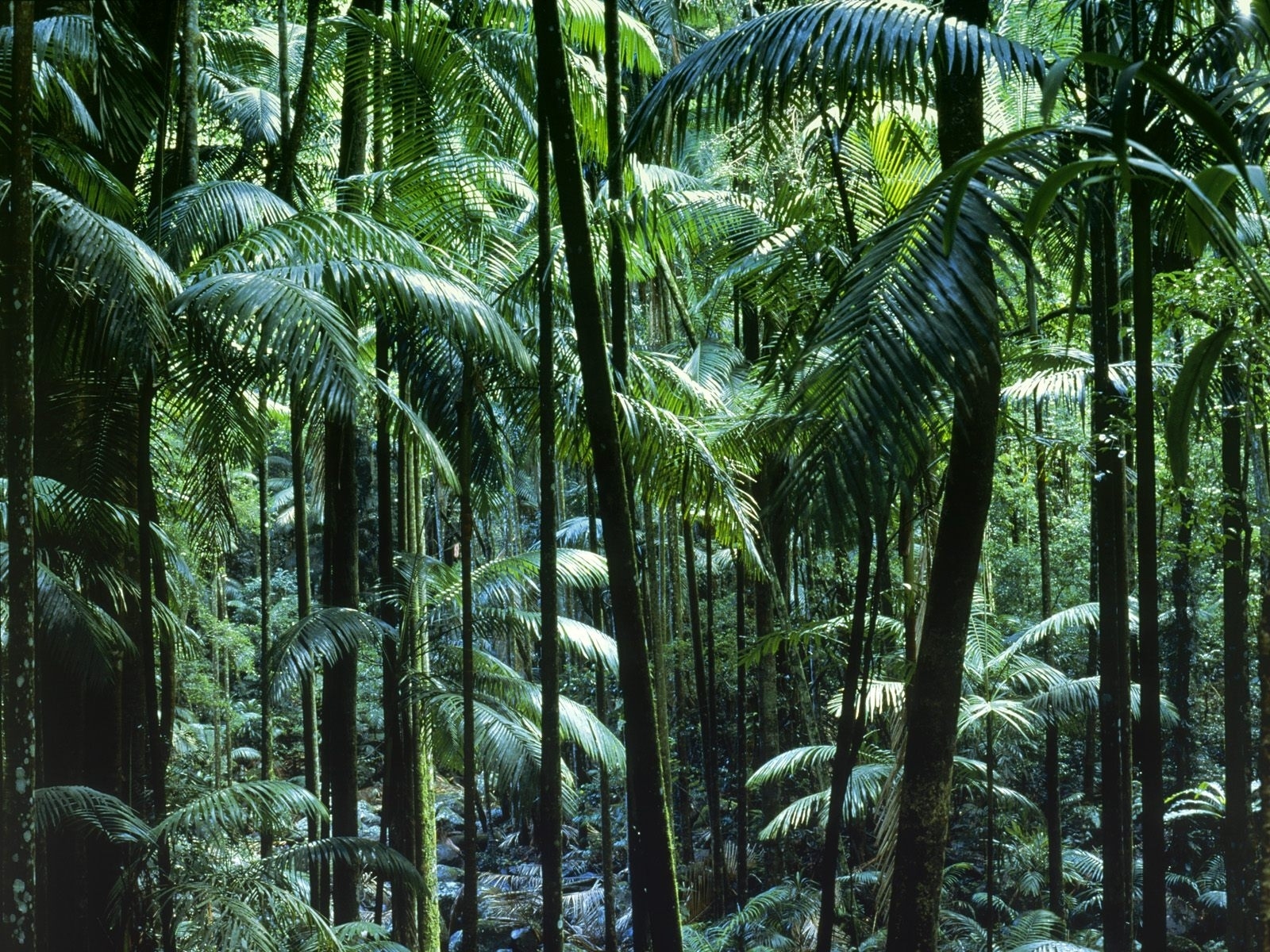 Earth Jungle HD Wallpaper | Background Image