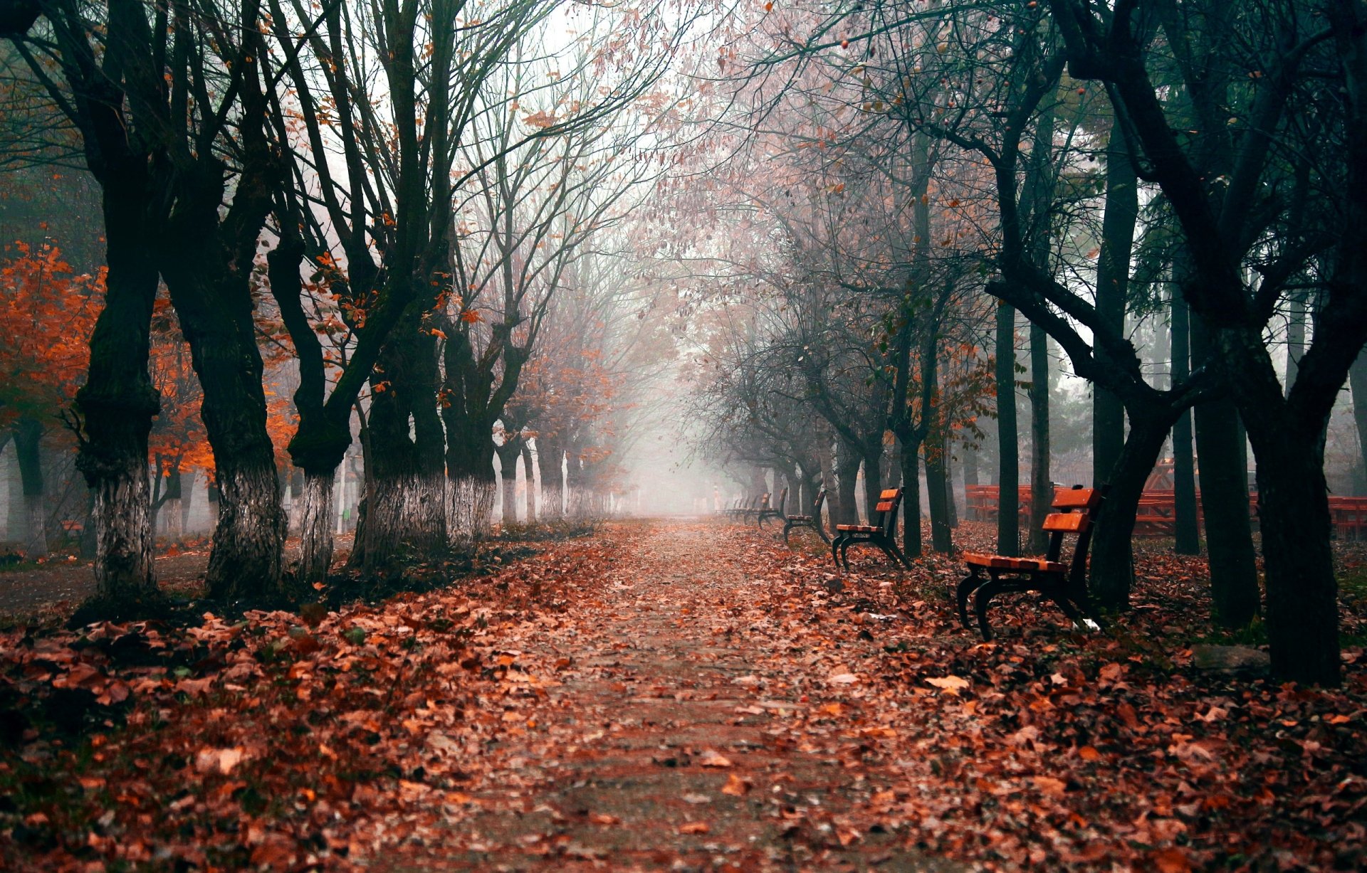 Foggy tree-lined park path in fall with scattered leaves and empty benches, captured in HD for a serene desktop wallpaper background.