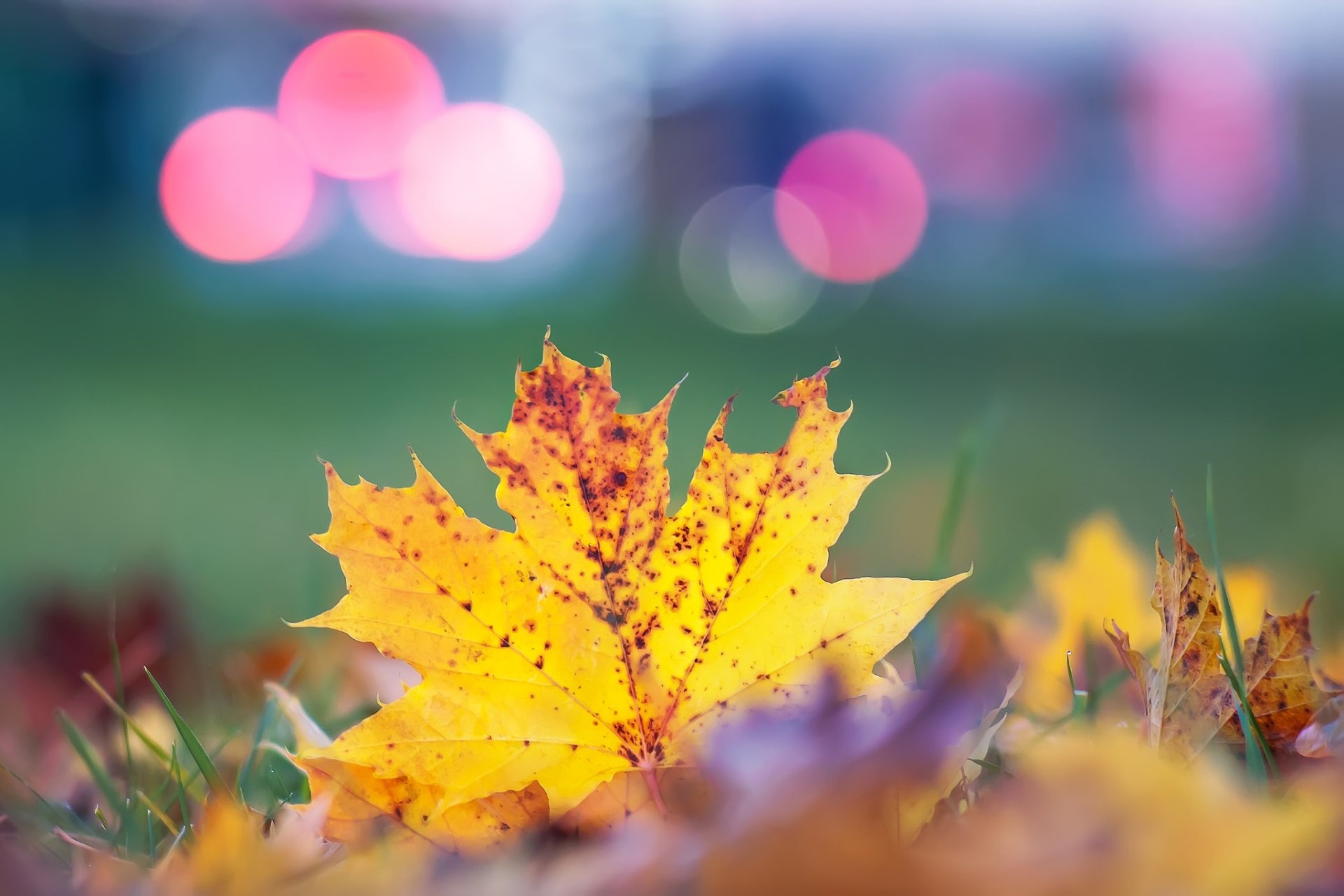 A vibrant yellow fall leaf captured in macro with a soft bokeh background, creating a serene nature scene for an HD PC desktop wallpaper.
