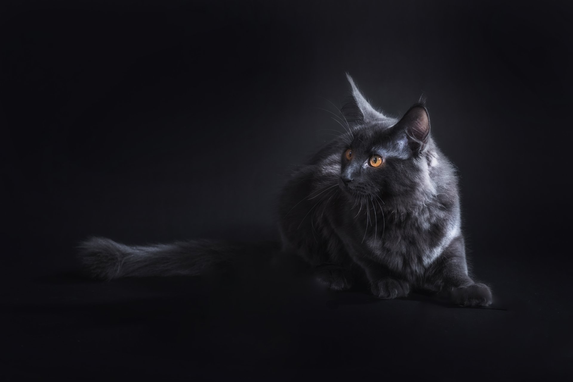 Portrait of a sleek black cat with bright orange eyes against a dark background, captured in stunning 4K Ultra HD quality for PC desktop wallpaper.